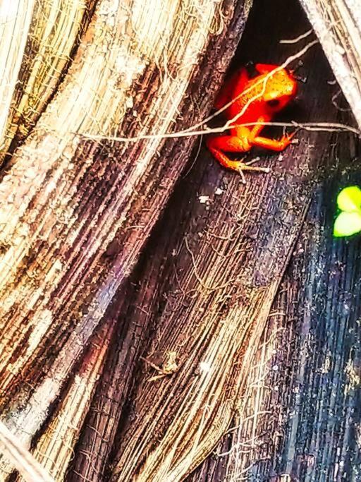 Vila Poetry Garden Bocas Town Colon Island Exteriér fotografie