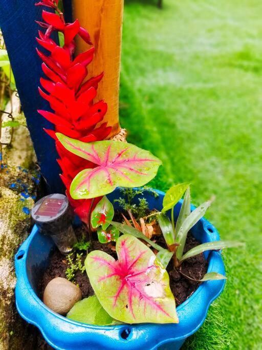 Vila Poetry Garden Bocas Town Colon Island Exteriér fotografie