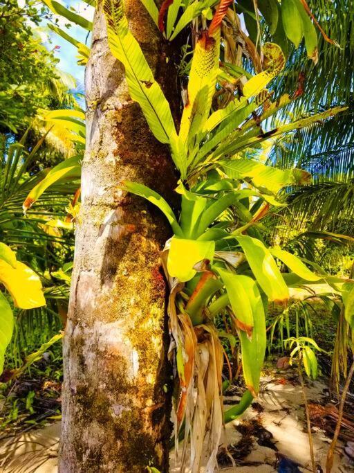 Vila Poetry Garden Bocas Town Colon Island Exteriér fotografie